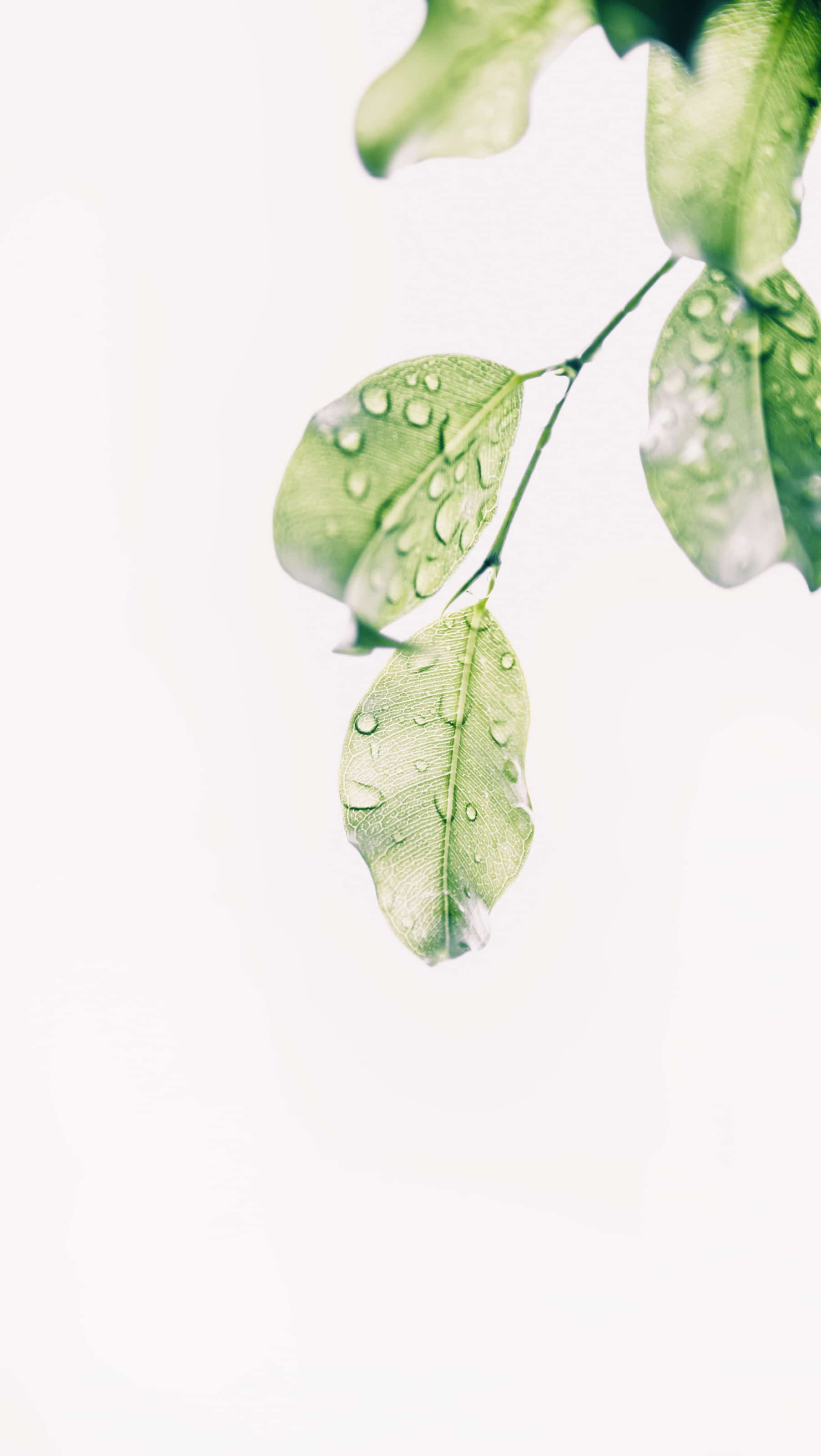 plante